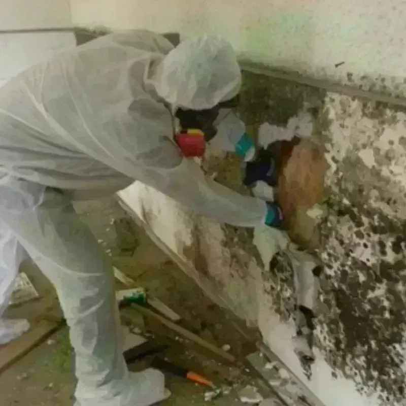 Mold Remediation and Removal in Bell County, KY